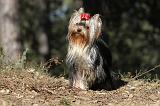 YORKSHIRE TERRIER 198